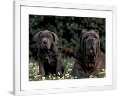Black Neopolitan Mastiff With Puppy Photographic Print By Adriano Bacchella Artcom