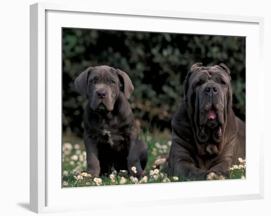 Black Neopolitan Mastiff with Puppy-Adriano Bacchella-Framed Photographic Print