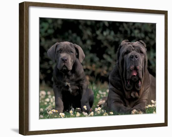 Black Neopolitan Mastiff with Puppy-Adriano Bacchella-Framed Photographic Print