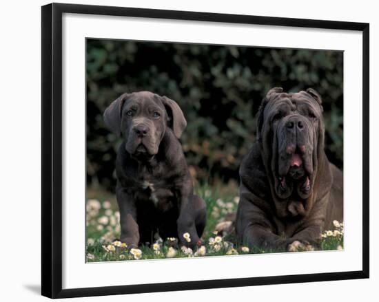 Black Neopolitan Mastiff with Puppy-Adriano Bacchella-Framed Photographic Print