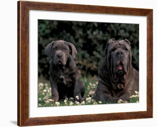 Black Neopolitan Mastiff with Puppy-Adriano Bacchella-Framed Photographic Print