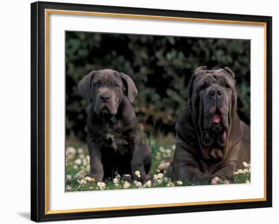 Black Neopolitan Mastiff with Puppy-Adriano Bacchella-Framed Photographic Print