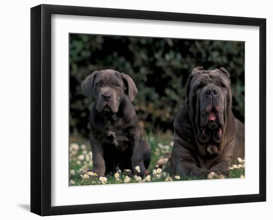 Black Neopolitan Mastiff with Puppy-Adriano Bacchella-Framed Photographic Print