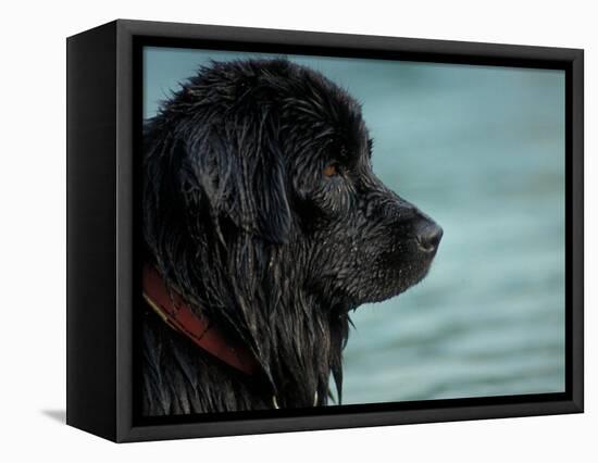 Black Newfoundland Dog Near Water-Adriano Bacchella-Framed Premier Image Canvas