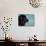Black Newfoundland Dog Near Water-Adriano Bacchella-Photographic Print displayed on a wall