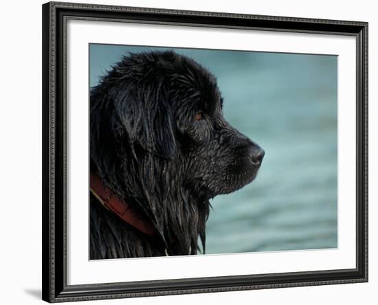 Black Newfoundland Dog Near Water-Adriano Bacchella-Framed Photographic Print