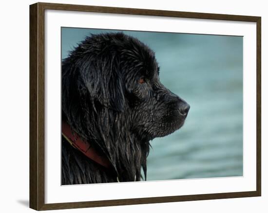 Black Newfoundland Dog Near Water-Adriano Bacchella-Framed Photographic Print