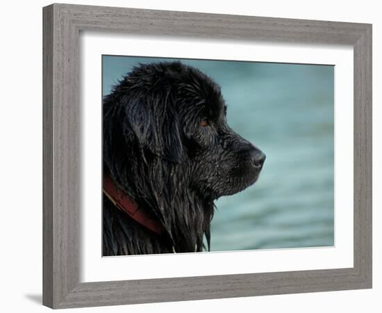 Black Newfoundland Dog Near Water-Adriano Bacchella-Framed Photographic Print