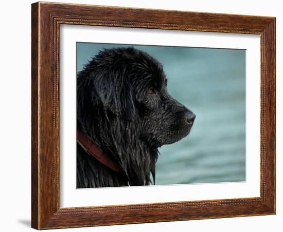 Black Newfoundland Dog Near Water-Adriano Bacchella-Framed Photographic Print