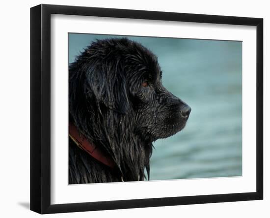 Black Newfoundland Dog Near Water-Adriano Bacchella-Framed Photographic Print