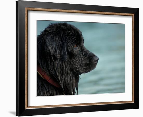 Black Newfoundland Dog Near Water-Adriano Bacchella-Framed Photographic Print