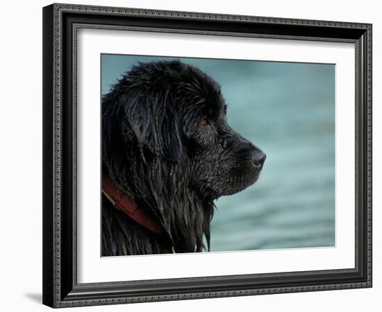 Black Newfoundland Dog Near Water-Adriano Bacchella-Framed Photographic Print