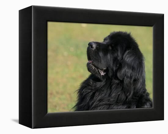 Black Newfoundland Looking Up-Adriano Bacchella-Framed Premier Image Canvas