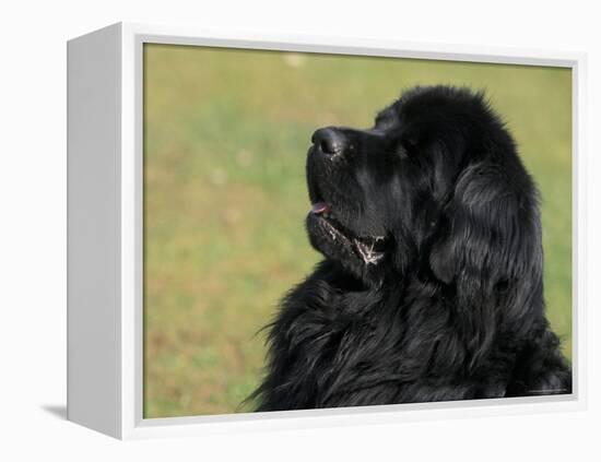 Black Newfoundland Looking Up-Adriano Bacchella-Framed Premier Image Canvas