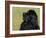 Black Newfoundland Looking Up-Adriano Bacchella-Framed Photographic Print