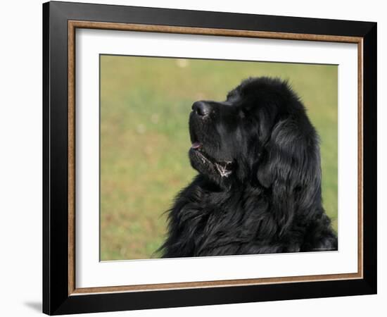 Black Newfoundland Looking Up-Adriano Bacchella-Framed Photographic Print