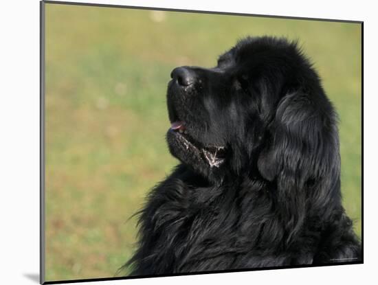 Black Newfoundland Looking Up-Adriano Bacchella-Mounted Photographic Print