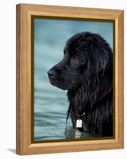 Black Newfoundland Standing in Water-Adriano Bacchella-Framed Premier Image Canvas