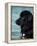 Black Newfoundland Standing in Water-Adriano Bacchella-Framed Premier Image Canvas