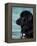 Black Newfoundland Standing in Water-Adriano Bacchella-Framed Premier Image Canvas