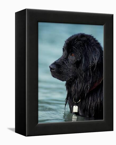 Black Newfoundland Standing in Water-Adriano Bacchella-Framed Premier Image Canvas