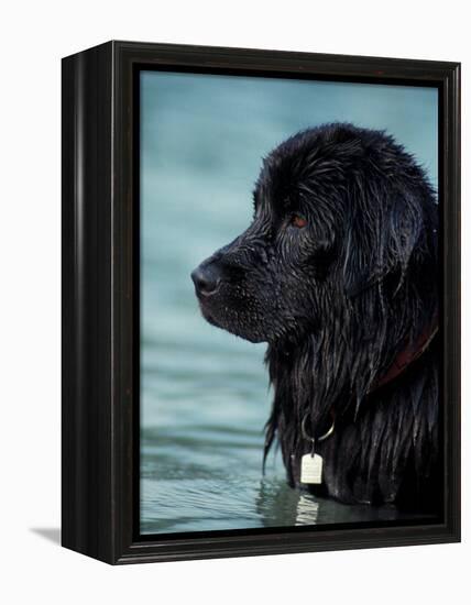 Black Newfoundland Standing in Water-Adriano Bacchella-Framed Premier Image Canvas