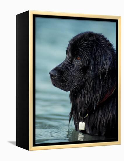 Black Newfoundland Standing in Water-Adriano Bacchella-Framed Premier Image Canvas