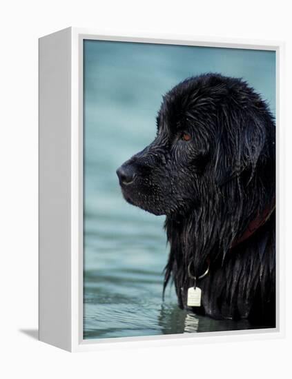 Black Newfoundland Standing in Water-Adriano Bacchella-Framed Premier Image Canvas