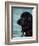 Black Newfoundland Standing in Water-Adriano Bacchella-Framed Premium Photographic Print