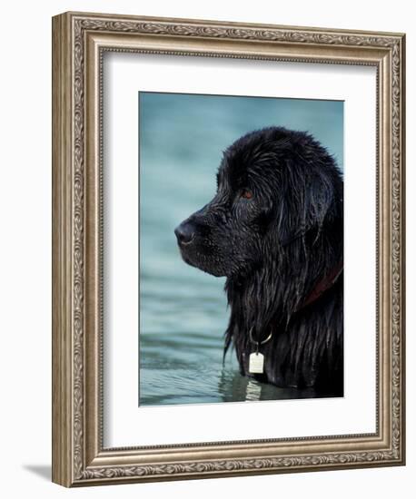 Black Newfoundland Standing in Water-Adriano Bacchella-Framed Premium Photographic Print