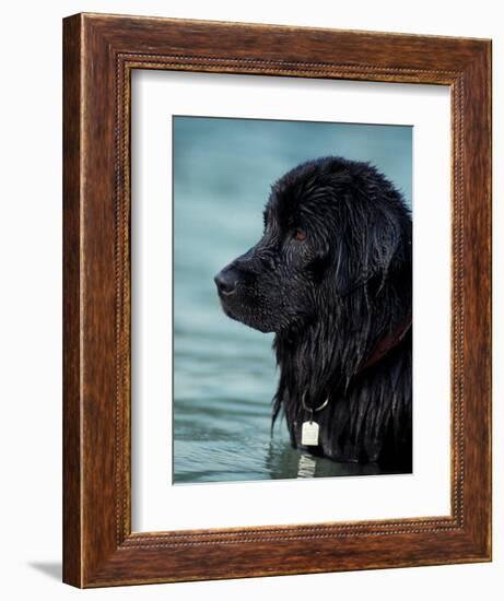 Black Newfoundland Standing in Water-Adriano Bacchella-Framed Premium Photographic Print