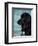 Black Newfoundland Standing in Water-Adriano Bacchella-Framed Premium Photographic Print