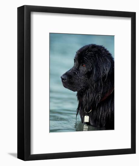 Black Newfoundland Standing in Water-Adriano Bacchella-Framed Premium Photographic Print