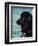 Black Newfoundland Standing in Water-Adriano Bacchella-Framed Premium Photographic Print