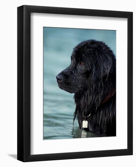 Black Newfoundland Standing in Water-Adriano Bacchella-Framed Premium Photographic Print