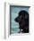 Black Newfoundland Standing in Water-Adriano Bacchella-Framed Premium Photographic Print