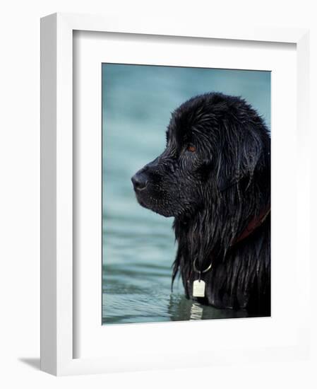 Black Newfoundland Standing in Water-Adriano Bacchella-Framed Premium Photographic Print