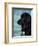 Black Newfoundland Standing in Water-Adriano Bacchella-Framed Premium Photographic Print