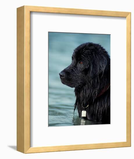 Black Newfoundland Standing in Water-Adriano Bacchella-Framed Premium Photographic Print