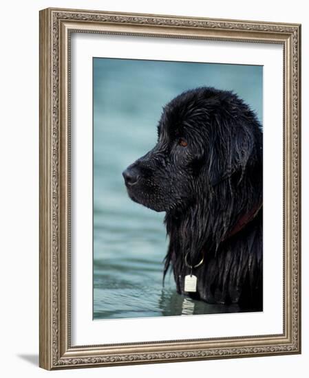 Black Newfoundland Standing in Water-Adriano Bacchella-Framed Photographic Print