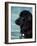 Black Newfoundland Standing in Water-Adriano Bacchella-Framed Photographic Print