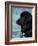 Black Newfoundland Standing in Water-Adriano Bacchella-Framed Photographic Print