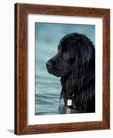 Black Newfoundland Standing in Water-Adriano Bacchella-Framed Photographic Print