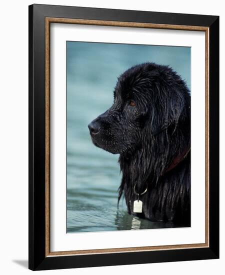 Black Newfoundland Standing in Water-Adriano Bacchella-Framed Photographic Print