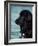 Black Newfoundland Standing in Water-Adriano Bacchella-Framed Photographic Print