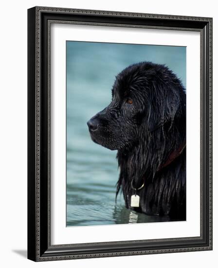 Black Newfoundland Standing in Water-Adriano Bacchella-Framed Photographic Print