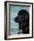 Black Newfoundland Standing in Water-Adriano Bacchella-Framed Photographic Print