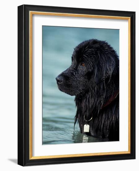 Black Newfoundland Standing in Water-Adriano Bacchella-Framed Photographic Print