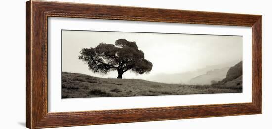 Black Oak I-Alan Blaustein-Framed Photographic Print