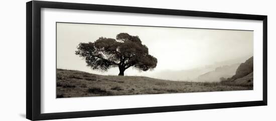 Black Oak I-Alan Blaustein-Framed Photographic Print